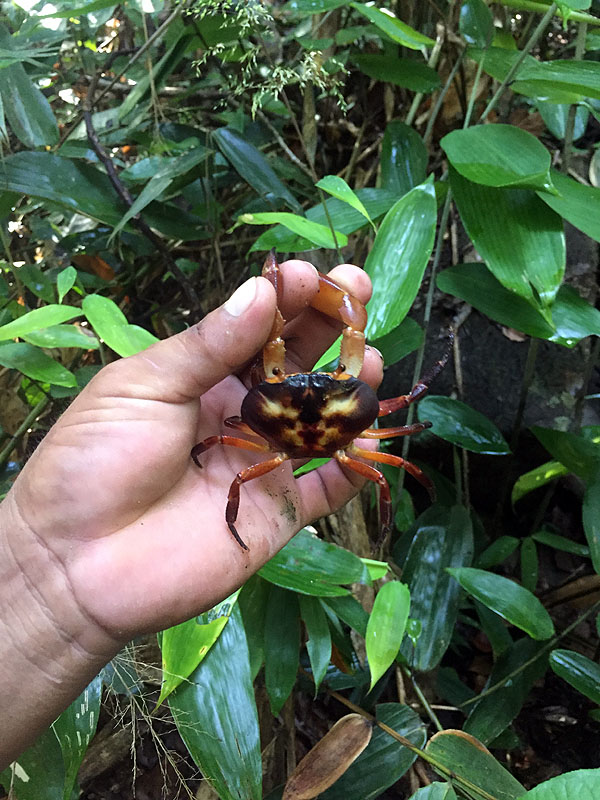 GY0917ED261_surama-jungle-crab.jpg [© Last Frontiers Ltd]