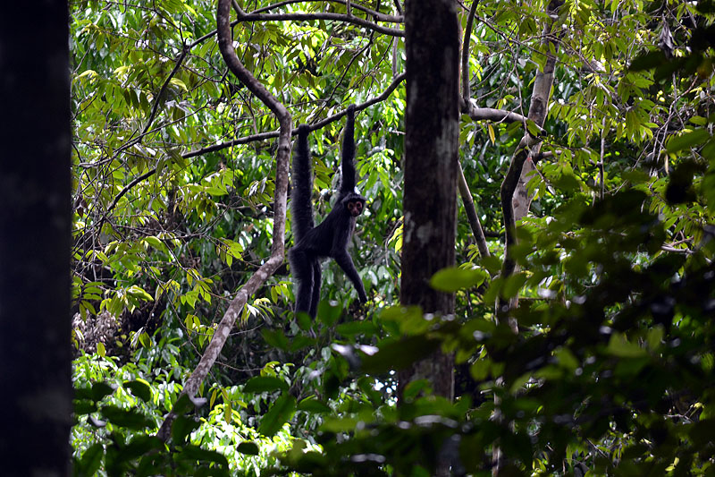 GY0917ED301_iwokrama-black-spider-monkey.jpg [© Last Frontiers Ltd]