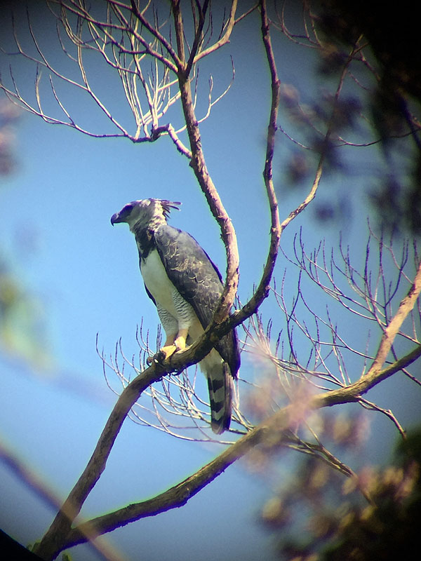 GY0917ED329_harpy-eagle.jpg [© Last Frontiers Ltd]