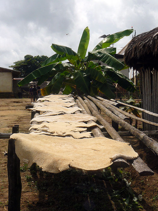 SR0408RB390_cassava_at_kwamalasamutu.jpg [© Last Frontiers Ltd]