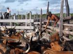Image: Dadanawa - The Rupununi savannas