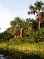 Image: Arrowpoint - The Central forest zone, Guianas