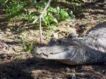 Image: Caiman - The Rupununi savannas