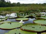 Image: Rewa - The Rupununi savannas