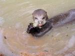 Giant river otter