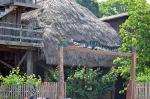 Image: Caiman House - The Rupununi savannas, Guianas