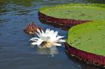 Image: Caiman House - The Rupununi savannas, Guianas