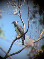Harpy Eagle sighted on the road from Iwokrama