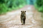 Image: Jaguar - The Central forest zone