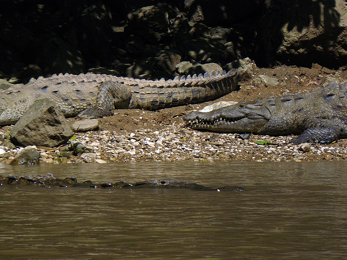 MX0912CB050_sumidero-canyon-crocodiles.jpg [© Last Frontiers Ltd]