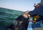 Whale watching - Baja California, Mexico