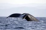 Image: Blue whale - Baja California