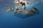 Whale shark - Baja California, Mexico