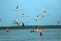 Isla Holbox image