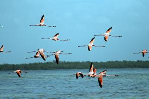 Isla Holbox image