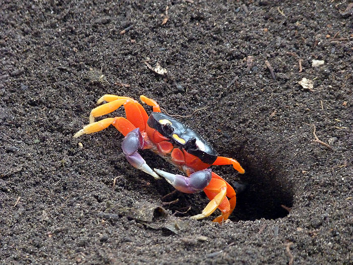 NI0913SM0592_juan-venado-and-mangroves-crab.jpg [© Last Frontiers Ltd]