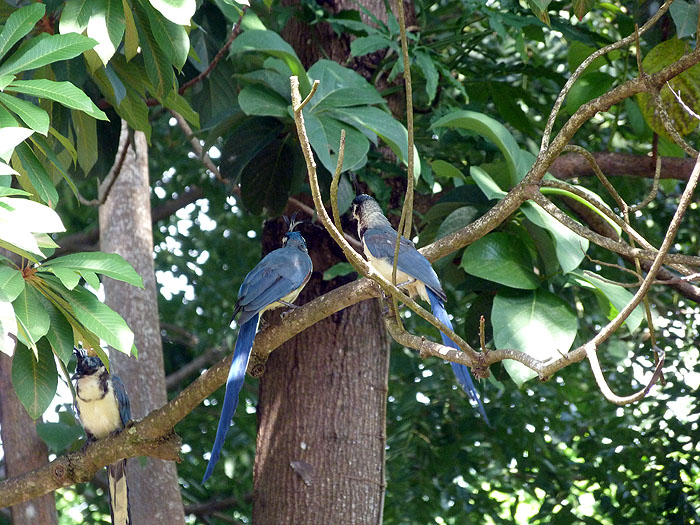 NI0913SM0990_ometepe-white-throated-magpie-jays.jpg [© Last Frontiers Ltd]