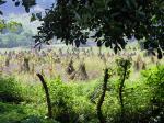 Image: Ometepe - Granada and Ometepe