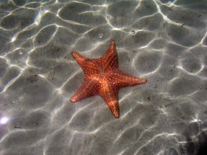 PA0906TM133_starfishbeach.jpg [© Last Frontiers Ltd]