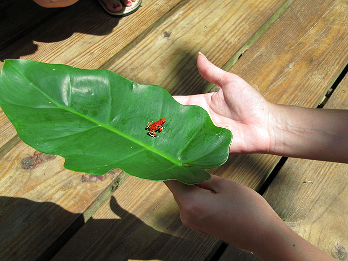 PA0911OF085_red-frog-beach.jpg [© Last Frontiers Ltd]