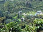 Image: Finca Lerida - Chiriqu Highlands, Panama