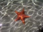 Image: Starfish - Bocas del Toro