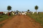 Image: Estancia Tacuaty - The Southern Missions, Paraguay