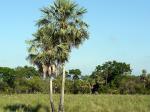 Chaco - The West, Paraguay