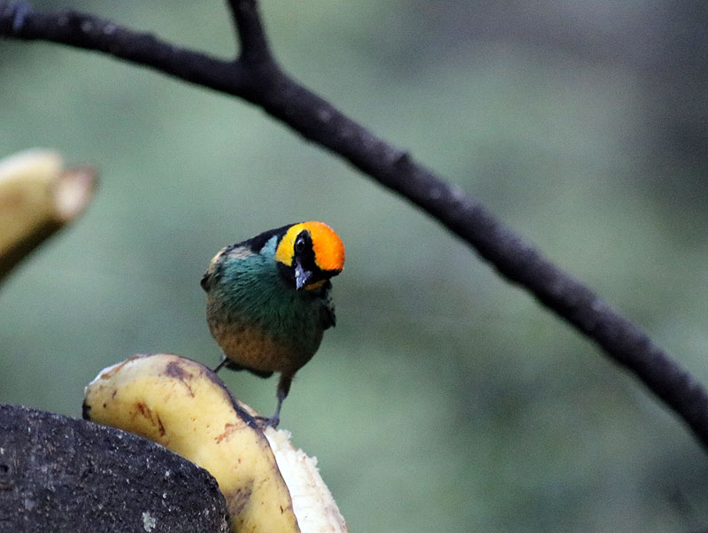 PE0517LD194_inkaterra-machu-picchu-pueblo-saffron-crowned-tanager.jpg [© Last Frontiers Ltd]