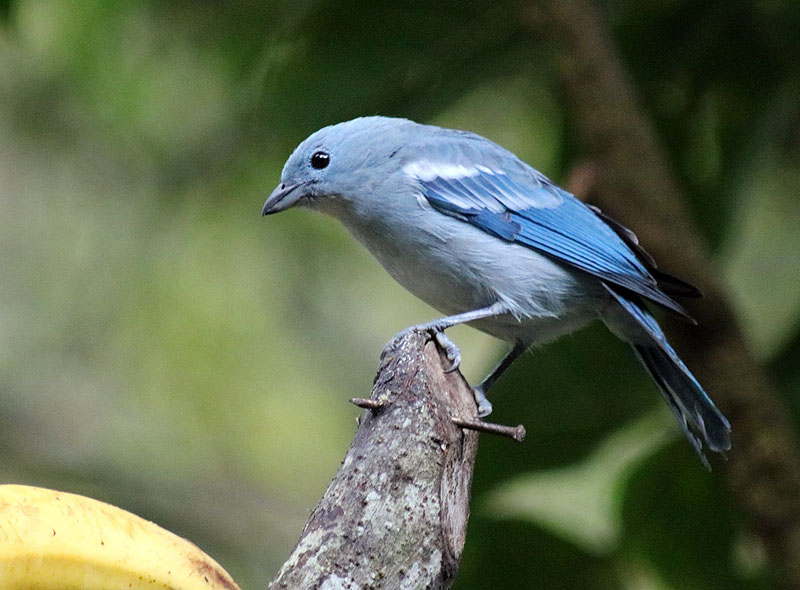 Wildlife of Peru image