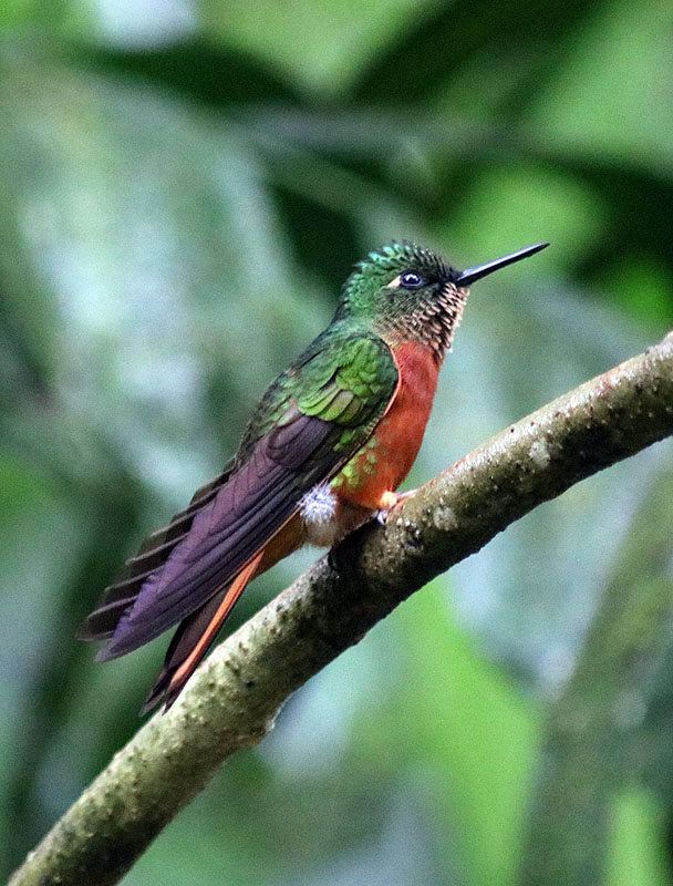 PE0517LD205_inkaterra-machu-picchu-pueblo-chestnut-breasted-coronet.jpg [© Last Frontiers Ltd]