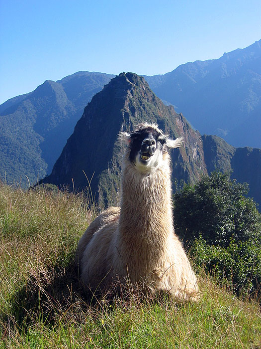 PE07MLP63_Llama_at_Machu_Picchu.jpg [© Last Frontiers Ltd]