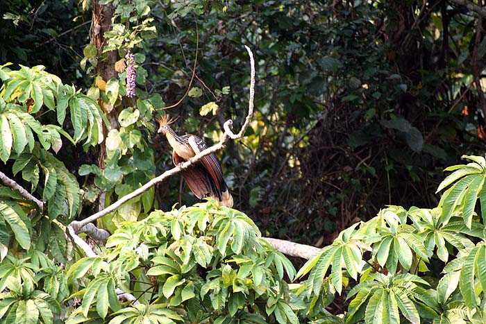 PE0905EP222_posada_amazonas.jpg [© Last Frontiers Ltd]