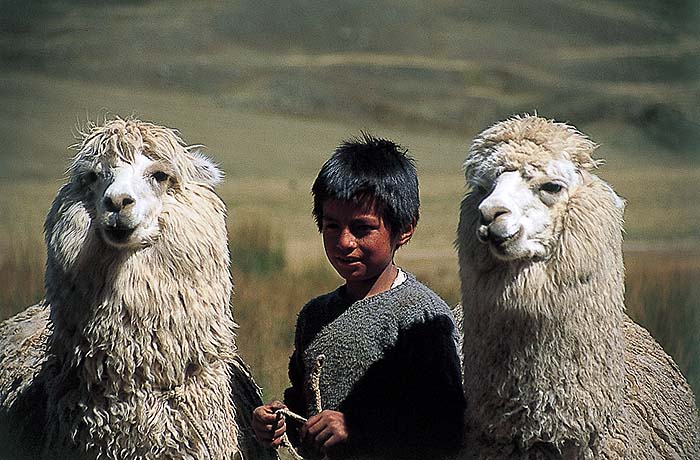 PE1098SHB04_alpacas.jpg [© Last Frontiers Ltd]