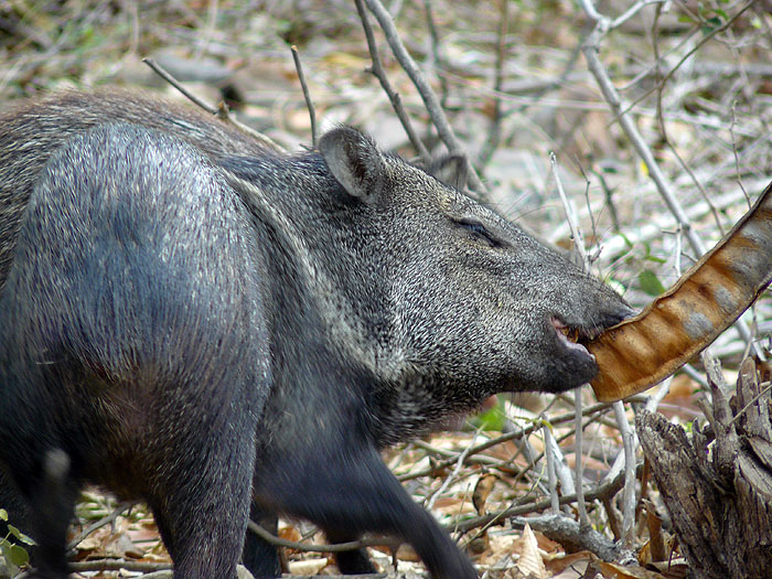 PE1211RB235_chaparri-collared-peccaries.jpg [© Last Frontiers Ltd]