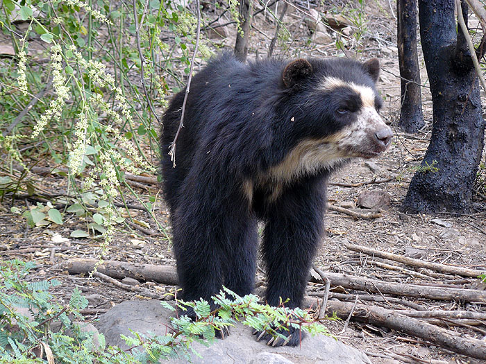 PE1211RB239_chaparri-spectacled-bear.jpg [© Last Frontiers Ltd]
