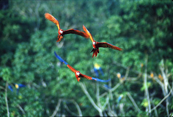 PERA_FLYING_MACAWS2.jpg [© Last Frontiers Ltd]