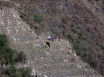 Stone llamas at Choquequirao