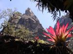 Bromeliad in the Huascarán National Park