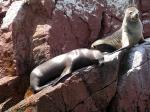 Ballestas - Paracas, Nasca and Ica, Peru