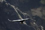 Cruz del Condor - The Colca Valley, Peru