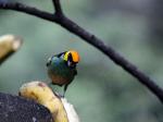 Saffron-crowned tanager - Machu Picchu, Peru