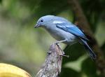 Blue-gray tanager - Machu Picchu, Peru