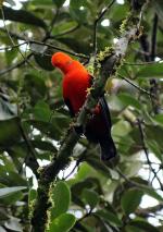 Image: Andean cock-of-the-rock - Machu Picchu