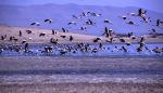 Image: Flamingos - Paracas, Nasca and Ica