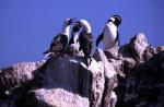 Penguins