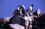 Image: Ballestas - Paracas, Nasca and Ica