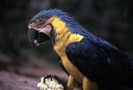 Image: Macaw - Chachapoyas