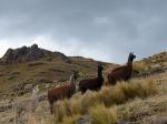 Posing alpacas on the walk to Pisac