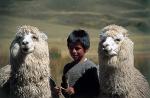 Alpacas - Sacred Valley, Peru